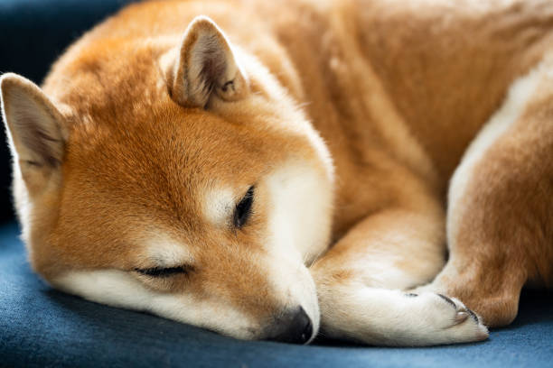 A close-up of a Shiba Inu resting on a blue couch with natural sunlight illuminating its golden fur. Ideal for themes related to pet comfort, domestic life, and relaxation