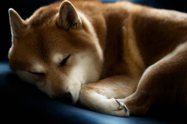 istock Cozy Shiba Inu Dog Sleeping on a Dark Sofa in Soft Light 2199868622