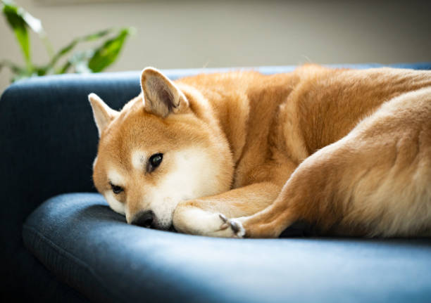 istock Sleepy Shiba Inu Lying on a Blue Sofa with a Calm Expression 2199868626