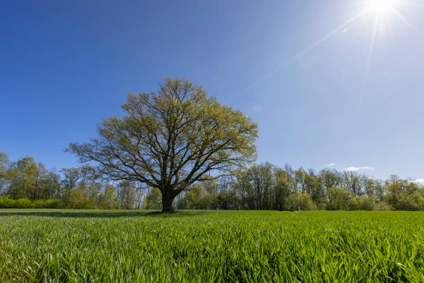Solitary Oak Tree in Green Field under Blue Sky with some clouds in Spring