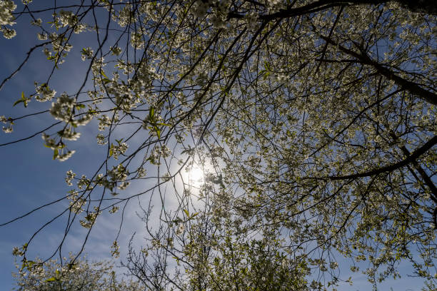 istock sunny weather in an orchard with cherries 2199868828
