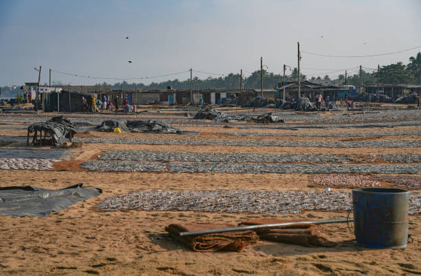istock Drying fish in Negombo, Sri Lanka 2199869673
