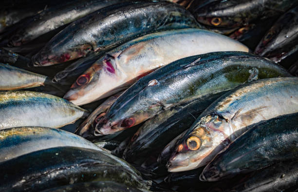 istock Fresh fish in street market 2199869799