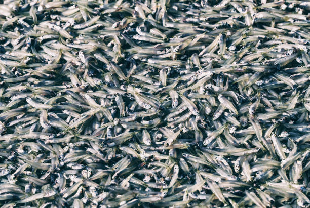 istock Fresh fish in street market 2199869813