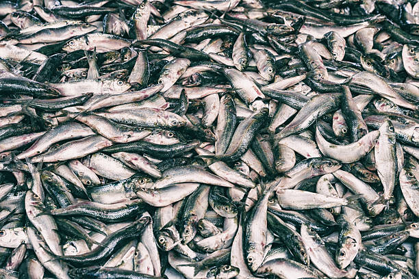 istock The market for marine fish 2199869858