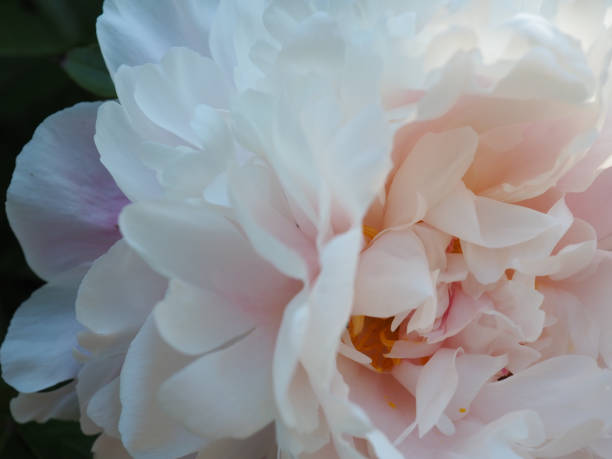 istock Pink and White Camellia 11 2199869917