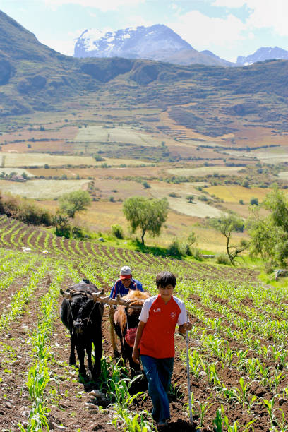 Curahuasi, Apurimac Region, Peru.  May 25th 2006. Using a pair of oxen to plough in granular fertiliser and weeds between rows of corn planted in fields alongside Route 3S near the town of Curahuasi in the Andean Highlands of Peru.