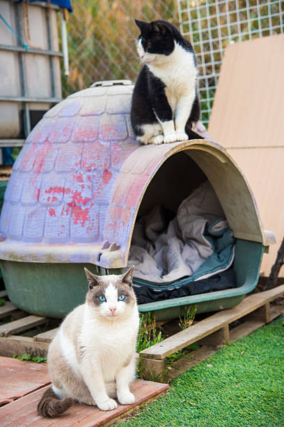 Cats Sitting Close Together On The Ground