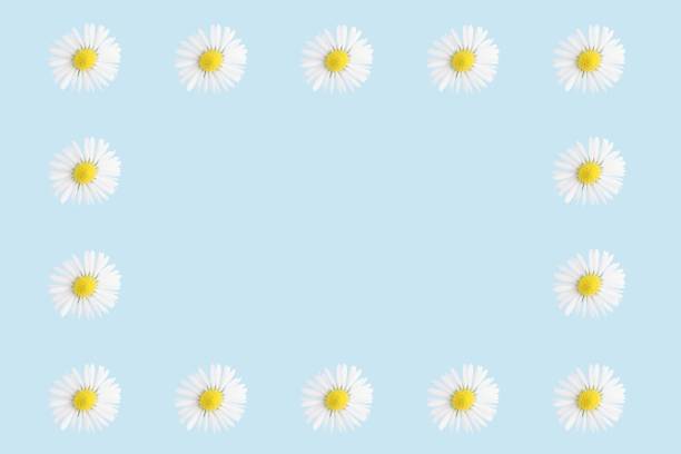 The pattern of white daisies arranged on a light blue background, ideal for spring-themed designs and backgrounds.