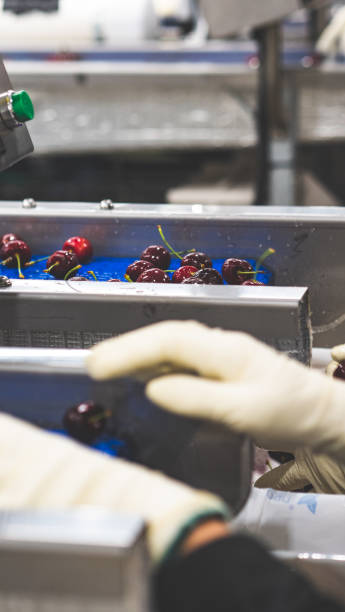 istock Hand in white gloves examining premium quality cherry processing cherry packing shed new zealand vertical photo 2199874844