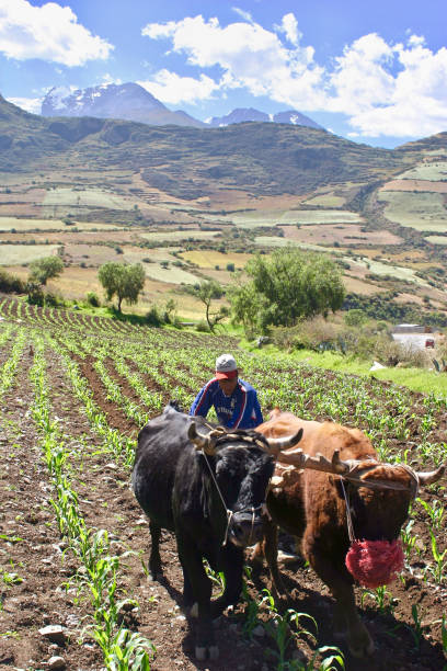 Curahuasi, Apurimac Region, Peru.  May 25th 2006. Using a pair of oxen to plough in granular fertiliser and weeds between rows of corn planted in fields alongside Route 3S near the town of Curahuasi in the Andean Highlands of Peru.