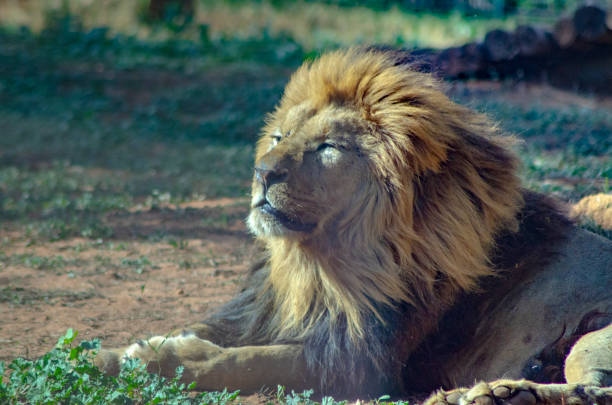Adult Atlas Lion resting with front wind blowing on it's mane and closed eyes (Pathera leo)