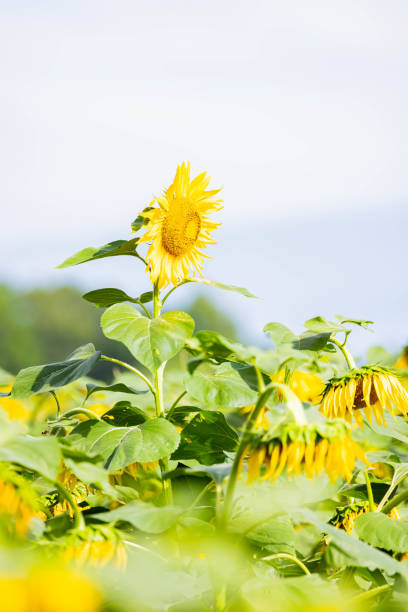 Sunflower field in Hokkaido, Japan