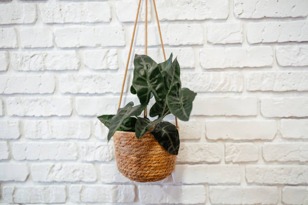 istock Indoor hanging plant in woven basket against white brick wall 2199877514