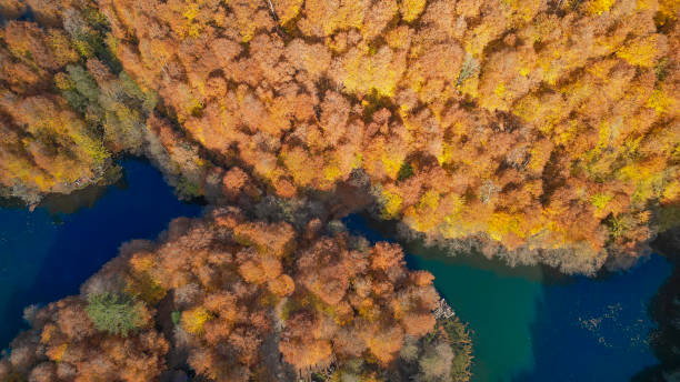 istock Autumn landscape forest lake. bright colorful leaves. 2199877582