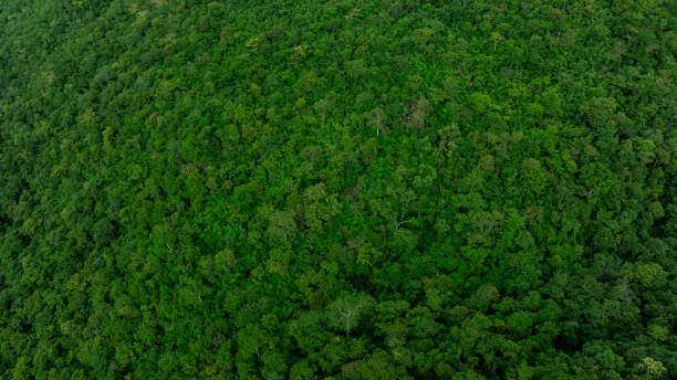istock Top view, aerial view of mixed forest, green deciduous trees with mist clouds. The rich natural ecosystem of the rainforest concept is about conservation and natural reforestation 2199887635