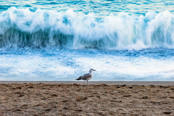 Seagulls flying on the beach at sunrise at Lauderdale By The Sea Beach, Fort Lauderdale, Florida, USA