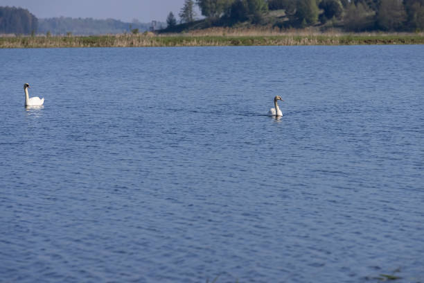 istock a young white swan floating on the lake 2199891120