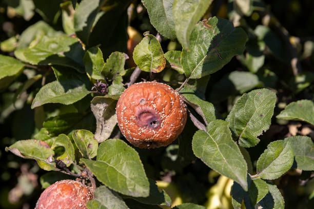 istock red ripe apples that have rotted on the branches 2199891159