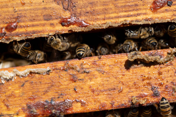 istock a bee hive with honey bees in sunny weather in summer 2199891181
