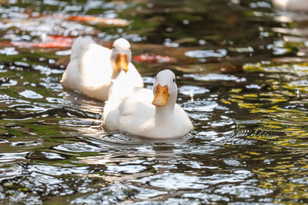 istock The white Duck is stay in nature garden 2199893010