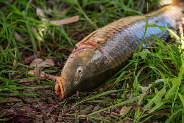 istock Carp on the river bank 2199894638