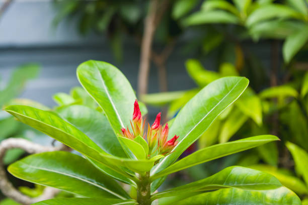 Adenium plant leaves and flowers