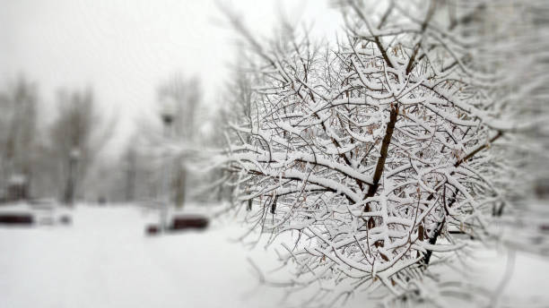 Christmas tree farm after snow, Pennsylvania, USA