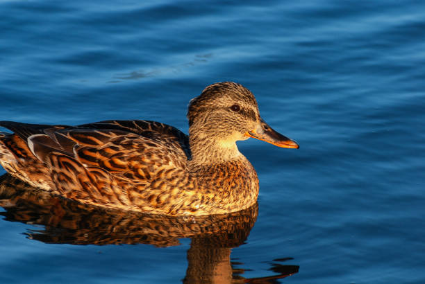 Southern Urals, female mallard (Anas platyrhynchos) on the water.