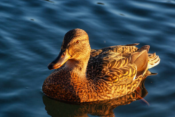 istock Southern Urals, female mallard (Anas platyrhynchos) on the water. 2199909821