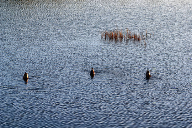 Southern Urals, diving mallards (Anas platyrhynchos) on the lake.