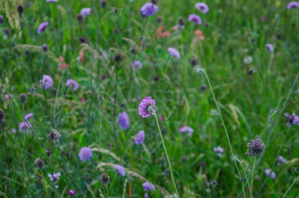 istock meadow field with blooming flowers background 2199910606
