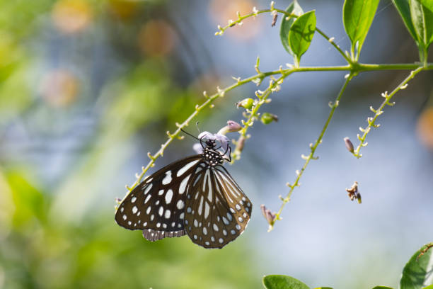 Blue Tiger Butterfly Feeding on Golden Dewdrop Flowers in Mid-Air