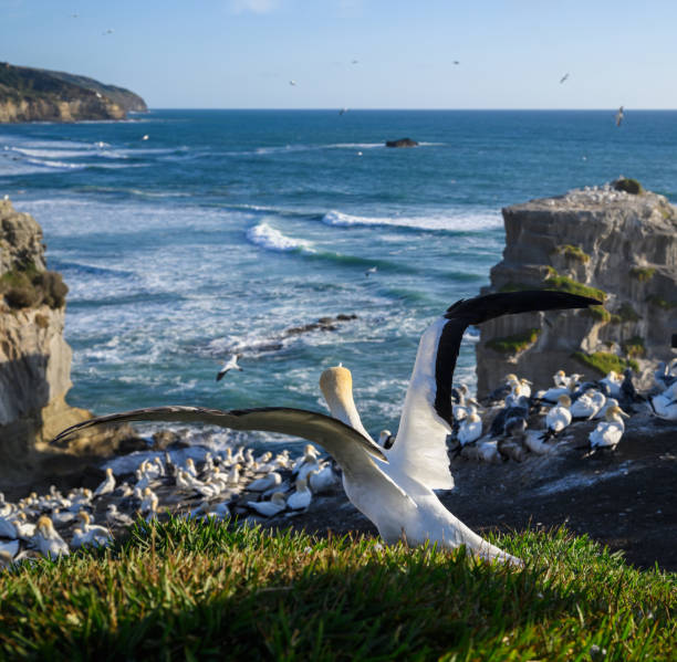 Gannet flapping its wings. Muriwai Beach Gannet Colony. Auckland. Vertical format.