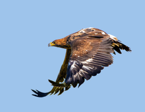 istock The Golden Eagle (Aquila chrysaetos) flying on blue sky 2199912451