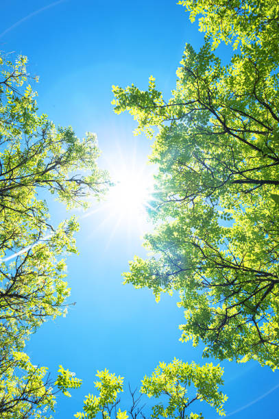 istock Spring background with fresh green trees and sunny blue sky 2199916791