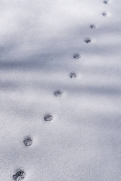 istock Beautiful natural patterns created by footprints in the snow and shadows of sunlight filtering through the trees 2199918934