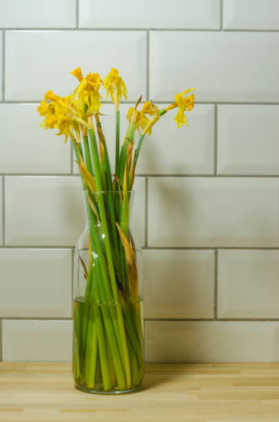 Withered yellow daffodils in a glass vase against a white tiled kitchen wall. High quality photo
