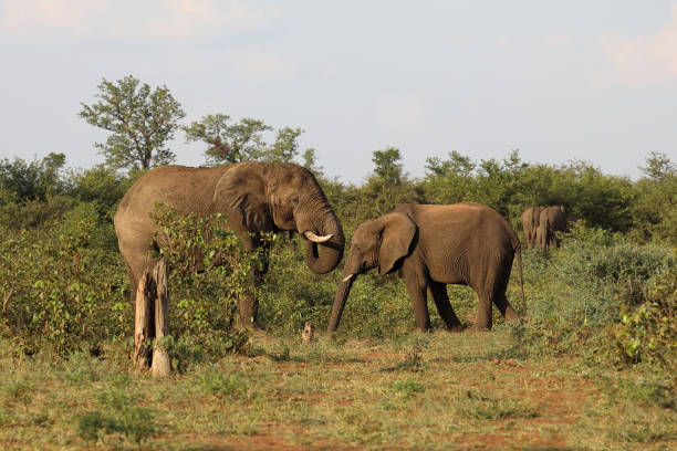 istock Afrikanischer Elefant / African elephant / Loxodonta africana 2199922830