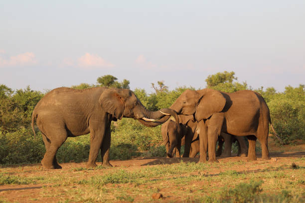 istock Afrikanischer Elefant / African elephant / Loxodonta africana 2199922930