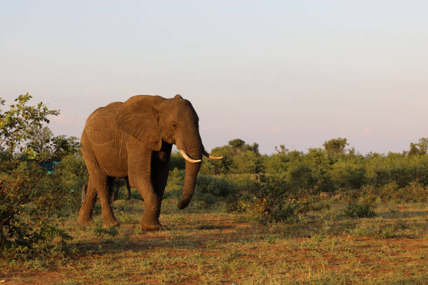 istock Afrikanischer Elefant / African elephant / Loxodonta africana 2199923069