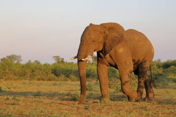 istock Afrikanischer Elefant / African elephant / Loxodonta africana 2199923131