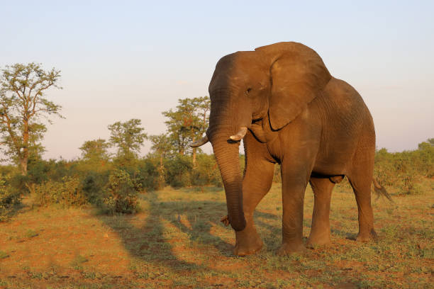 istock Afrikanischer Elefant / African elephant / Loxodonta africana 2199923142