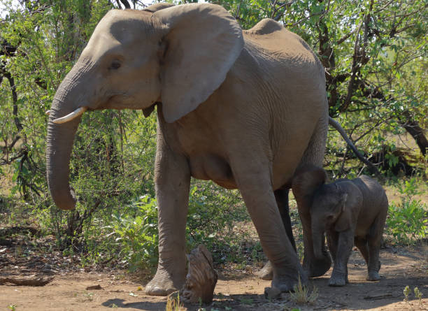 istock Afrikanischer Elefant / African elephant / Loxodonta africana 2199923820