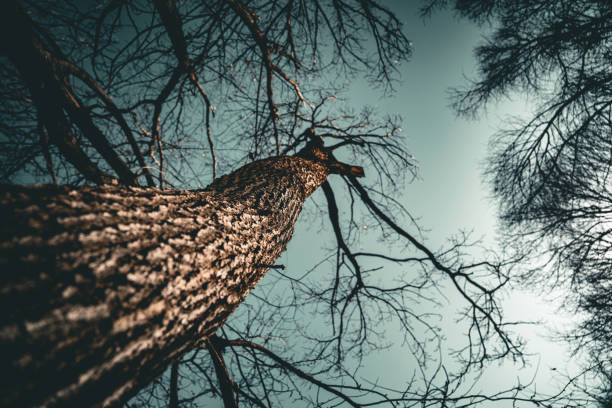 Tree in dark park. View of tree from bottom to top