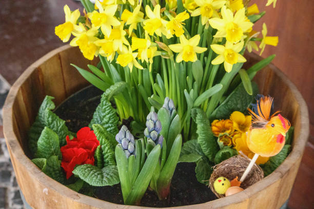 istock .flower pot with daffodils, hyacinths and other spring flowers. 2199924787
