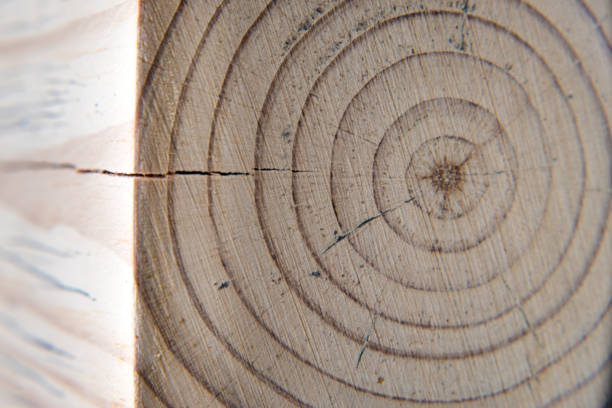 Rings in wood, annual growth of the tree.