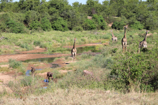 istock Leierantilope und Giraffe im Tsendze River / Common tsessebe and Giraffe in Tsendze River / Damaliscus lunatus et Giraffa camelopardalis 2199927514
