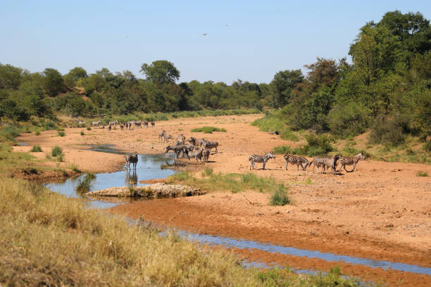 istock Steppenzebra im Tsendze River/ Burchell's zebra in Tsendze River / Equus quagga burchellii 2199928514