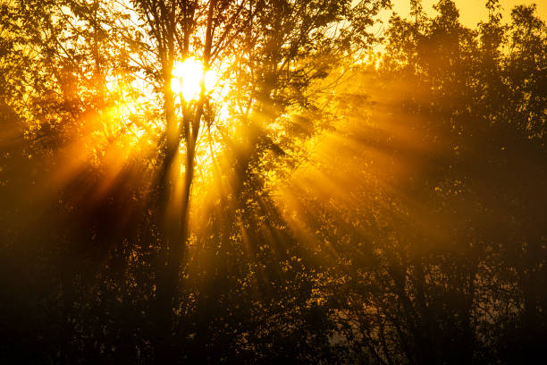 magnificent morning sunrise landscape. tree with sun rays through tree branches  in fog.